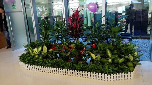 台州植物租赁